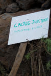 Cactus Junction!