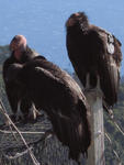 Californian Condors