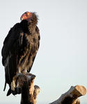 California Condor foto: Geoff Lackner
